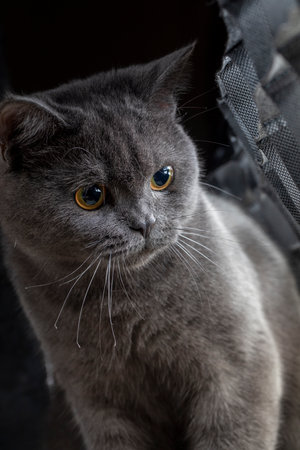 Macro photography our beloved 7 month old British kitten Gray Let's support with likesの写真素材