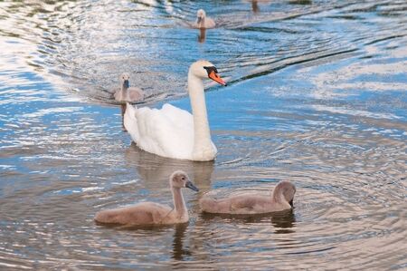 High resolution image. Swan with birds on lake.の写真素材