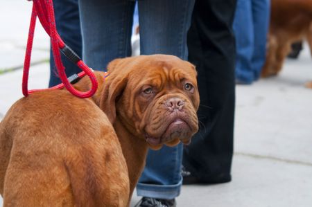 The Dogue de Bordeaux, one of the oldest breeds in France.の写真素材