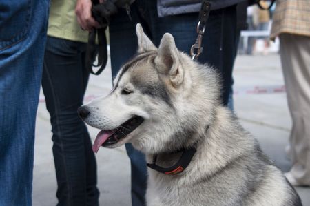 The Siberian Husky ancestor was developed by the Chukchi.の写真素材