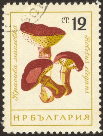 The scanned stamp. The Bulgarian stamp. Mushrooms from forest.の写真素材