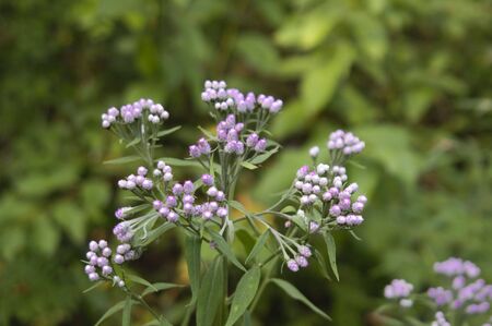 Thicket of Russian dense wood. A flower with lilac inflorescences