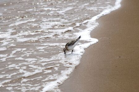 High resolution image. Beach of sea of Japan in Russia.の写真素材