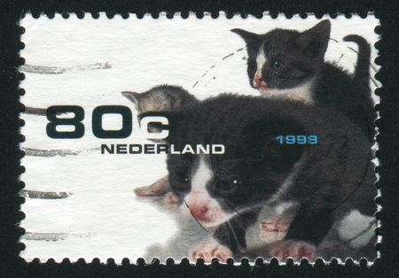 NETHERLANDS - CIRCA 1998: Three small kittens, circa 1998.の写真素材