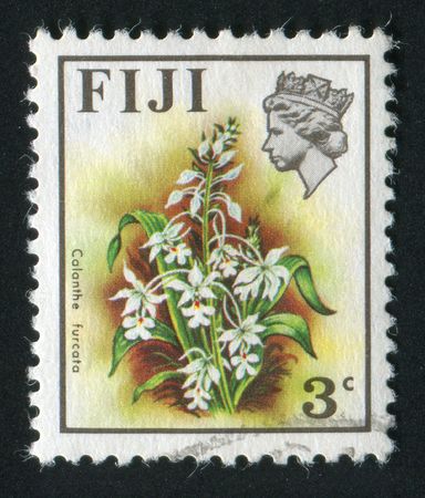 FIJI - CIRCA 1970: Beautiful tropical flower. Calanthe furcata, circa 1970.のeditorial素材