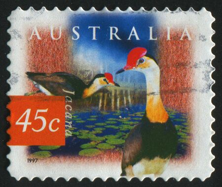 AUSTRALIA - CIRCA 1997: stamp printed by Australia, shows bird, circa 1997.の写真素材