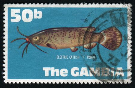 Fish from gambian waters: Electric catfish, circa 1971.