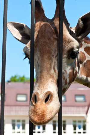 Portrait of a curious giraffe. Giraffe in a zoo.の写真素材
