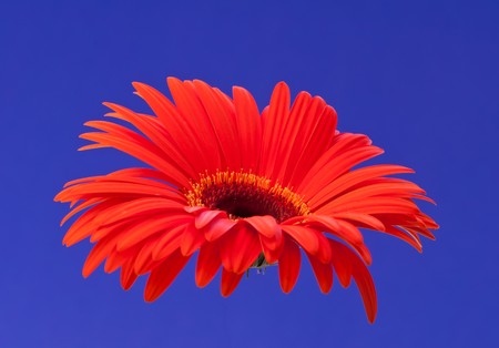 Gerbera is a genus of ornamental plants from the sunflower family (Asteraceae).の写真素材