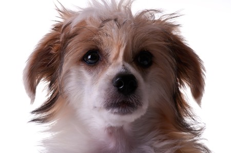 Groomed Chinese Crested Dog sitting - Powderpuff, 4 month old.の写真素材