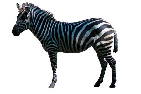Zoo single burchell zebra isolated on white background. Wild animal.の写真素材