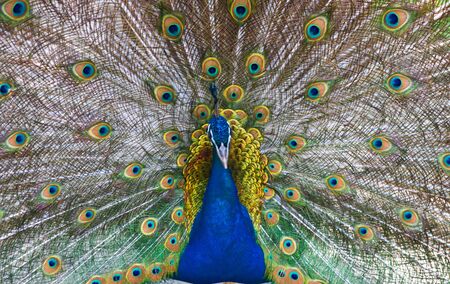 Picture of a beautiful male peacock with colorful tail on display.の写真素材