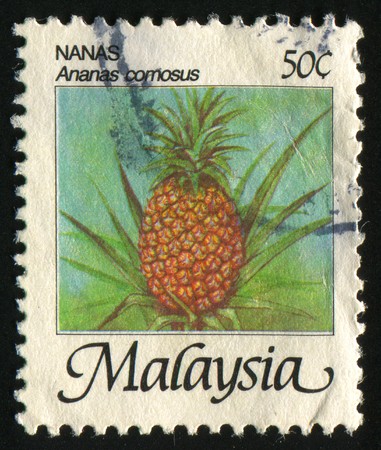 MALAYSIA - CIRCA 1986: Pineapple fruits on a palm tree, circa 1986.の写真素材