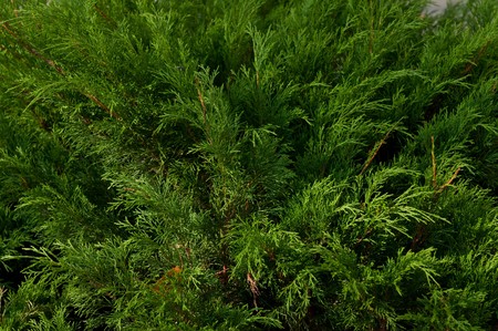 Thuja background. Green arborvitae branch. Branch of thuja tree. 