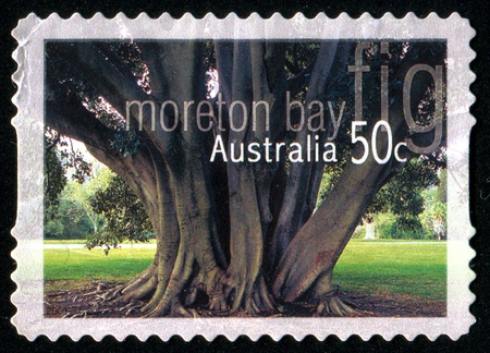 AUSTRALIA - CIRCA 2005: stamp printed by Australia, shows Moreton Bay fig, circa 2005の写真素材