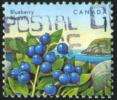 CANADA - CIRCA 1991: stamp printed by Canada, shows Blueberry, circa 1991の写真素材