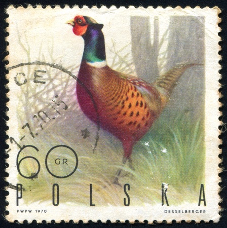 POLAND - CIRCA 1970: stamp printed by Poland, shows Ringnecked Pheasant, circa 1970.の写真素材