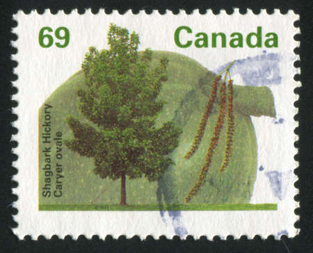 CANADA - CIRCA 1992: stamp printed by Canada, shows tree and flower, Shagbark hickory, circa 1992の写真素材