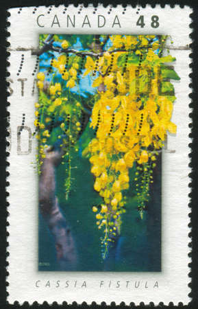 CANADA - CIRCA 2003: stamp printed by Canada, shows Trees, circa 2003の写真素材