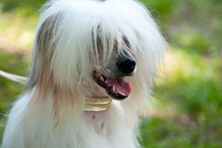 Groomed Chinese Crested Dog sitting - Powderpuff, 10 month old.の写真素材