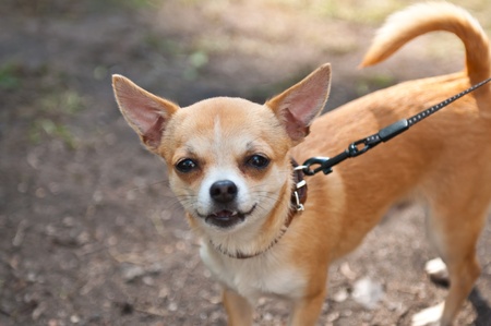 The Chihuahua is the smallest breed of dog and is so named for the state of Chihuahua in Mexico.の写真素材
