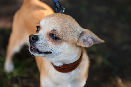 The Chihuahua is the smallest breed of dog and is so named for the state of Chihuahua in Mexico.の写真素材