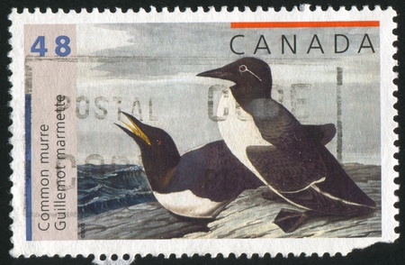 CANADA - CIRCA 2003: stamp printed by Canada, shows Bird Paintings by John James Audubon, の写真素材