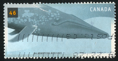 CANADA - CIRCA 2000: stamp printed by Canada, shows Cetaceans, Balaenoptera musculus, circa 2000