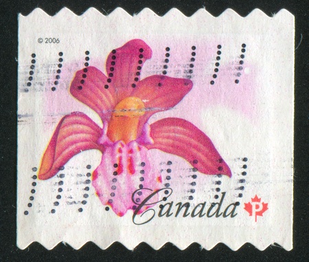 CANADA - CIRCA 2006: stamp printed by Canada, shows Spotted Coralroot, circa 2006の写真素材