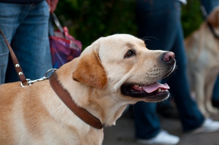 The Labrador Retriever is one of several kinds of retriever, a type of gun dogの写真素材