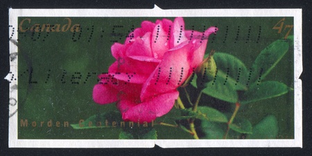 CANADA - CIRCA 2001: stamp printed by Canada, shows Rose Morden Centennia, circa 2001の写真素材