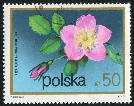 POLAND - CIRCA 1972: stamp printed by Poland, shows flower, Alpine rose, circa 1972.の写真素材