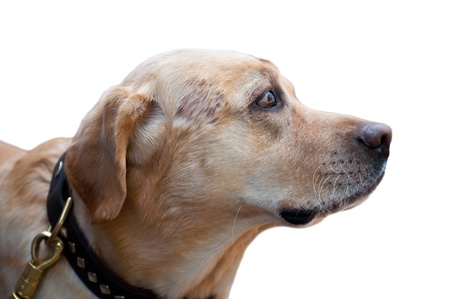 The Labrador Retriever is one of several kinds of retriever, a type of gun dog