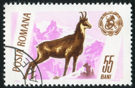 ROMANIA - CIRCA 1965: stamp printed by Romania, shows Chamois and Hunting Trophy, circa 1965の写真素材