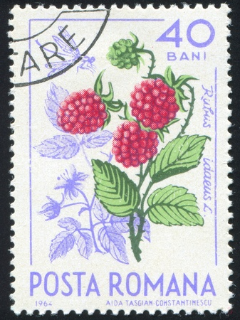 ROMANIA - CIRCA 1964: stamp printed by Romania, shows Raspberries, circa 1964の写真素材
