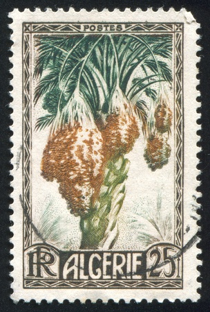 ALGERIA CIRCA 1950: stamp printed by Algeria, shows Dates, circa 1950の写真素材