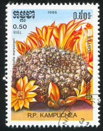 CAMBODIA - CIRCA 1986: stamp printed by Cambodia, shows cactus, circa 1986.の写真素材