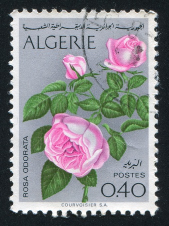 ALGERIA CIRCA 1973: stamp printed by Algeria, shows Rosa Odorata, circa 1973の写真素材