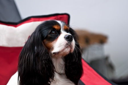 King Charles Spaniel is a breed of small dog of the Spaniel type.の写真素材