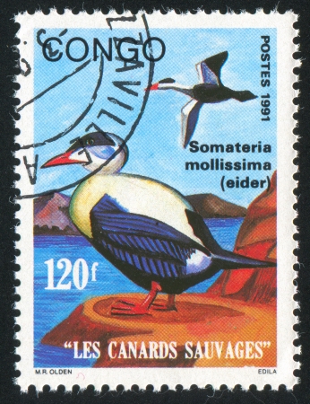 CONGO - CIRCA 1991: stamp printed by Congo, shows duck, circa 1991の写真素材