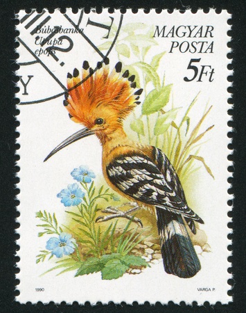 HUNGARY - CIRCA 1990: stamp printed by Hungary, shows Upupa epops, circa 1990の写真素材