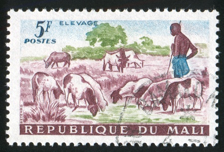 MALI CIRCA 1961: stamp printed by Mali, shows Shepherd and Sheep, circa 1961の写真素材