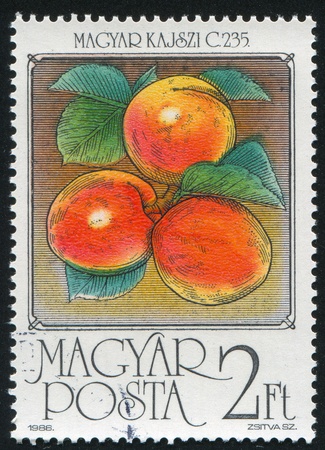 HUNGARY - CIRCA 1986: stamp printed by Hungary, shows Apricots, circa 1986の写真素材