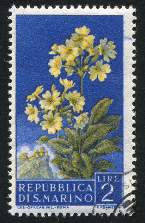 SAN MARINO - CIRCA 1957: stamp printed by San Marino, shows Primrose, circa 1957の写真素材