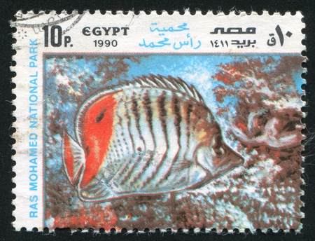EGYPT - CIRCA 1990: stamp printed by Egypt, shows tropical fish and coral reefs, circa 1990のeditorial素材