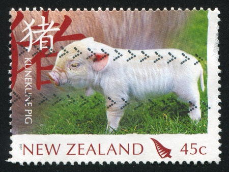 NEW ZEALAND - CIRCA 2007: stamp printed by New Zealand, shows Pig breeds, Kunekune, circa 2007の写真素材