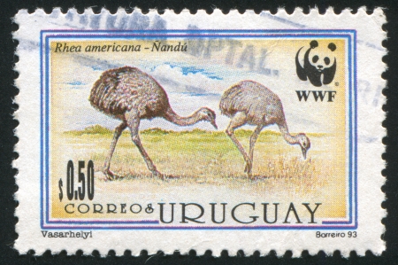 URUGUAY - CIRCA 1993: stamp printed by Uruguay, shows Two Walking Nandu, circa 1993のeditorial素材