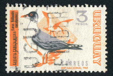 URUGUAY - CIRCA 1968: stamp printed by Uruguay, shows Brown-headed Gull, circa 1968のeditorial素材