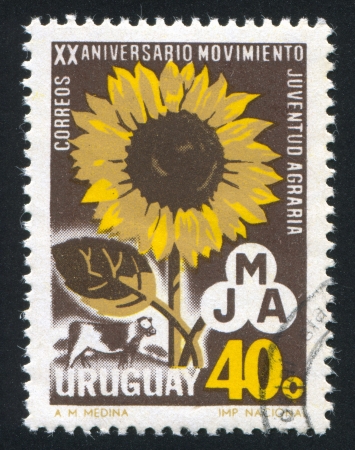 URUGUAY - CIRCA 1967: stamp printed by Uruguay, shows Sunflower, Cow and Emblem, circa 1967のeditorial素材
