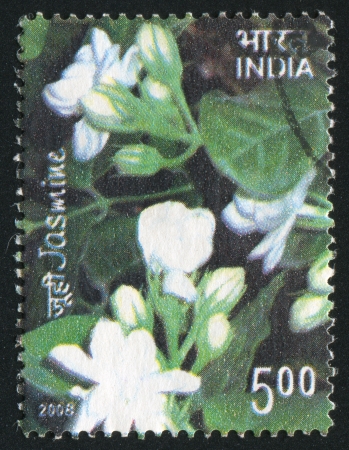 INDIA - CIRCA 2008: stamp printed by India, shows Jasmine, circa 2008のeditorial素材